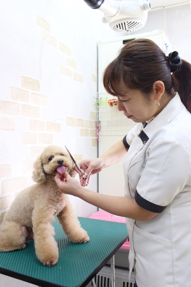 愛犬美容室じゅん 愛犬美容室じゅん