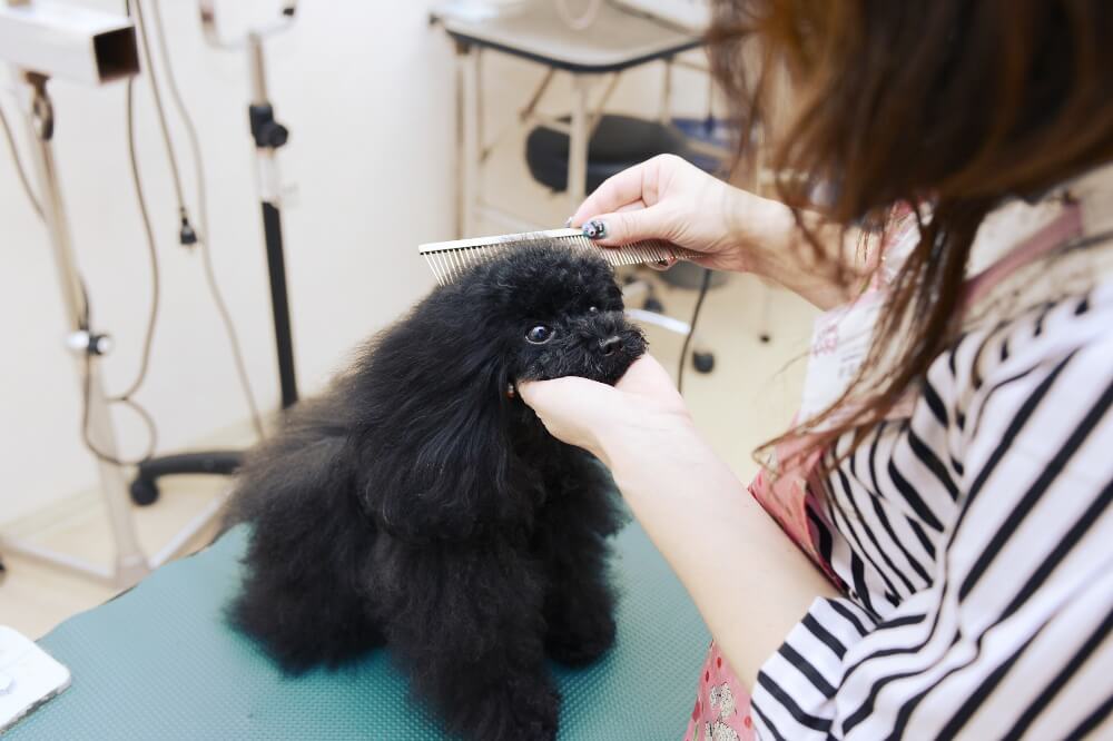 犬の美容室 いちご 中川本店 犬の美容室 いちご 中川本店