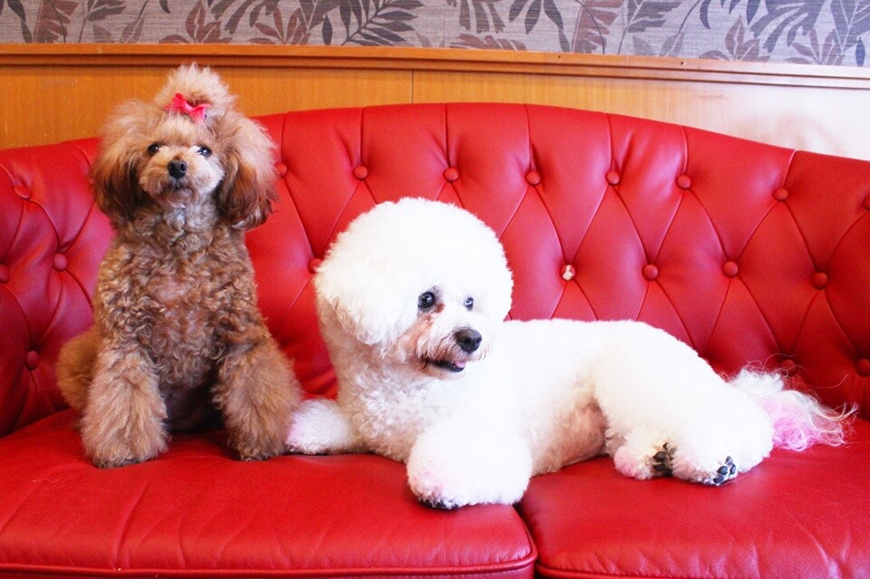 Cafe’de RoRo & DOGS (カフェ デ ロロ) くずは店 Cafe’de RoRo & DOGS (カフェ デ ロロ) くずは店
