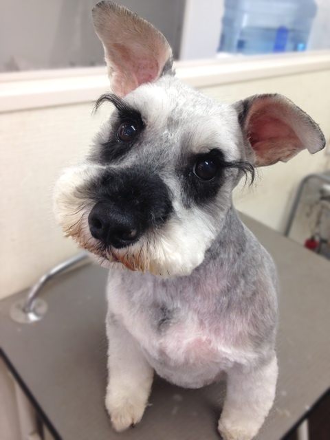 犬の美容室 Love and Peace 犬の美容室 Love and Peace