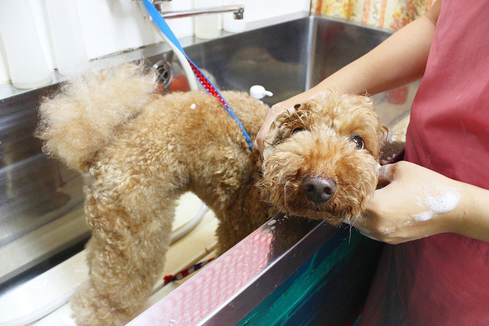 Cafe’de RoRo & DOGS (カフェ デ ロロ) くずは店 Cafe’de RoRo & DOGS (カフェ デ ロロ) くずは店
