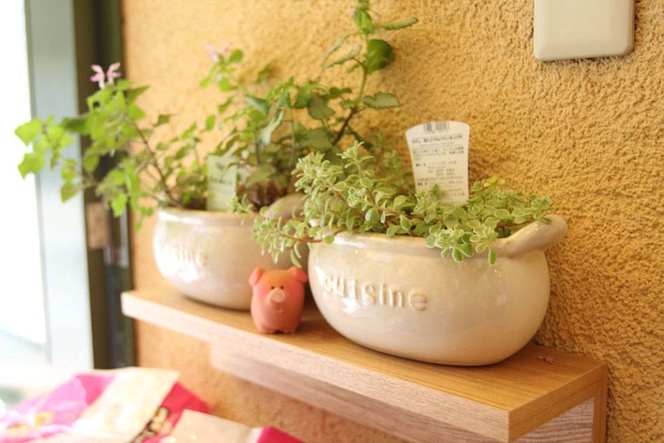 cocotte vert cocotte vert