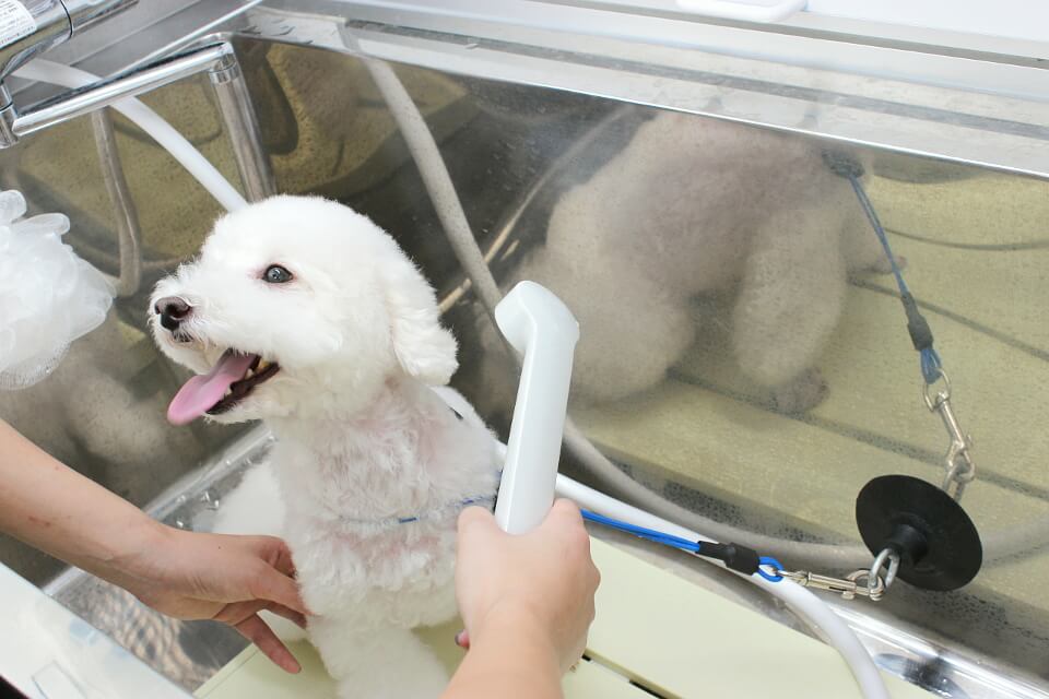 Dog Salon Tickle Tickle Dog Salon Tickle Tickle