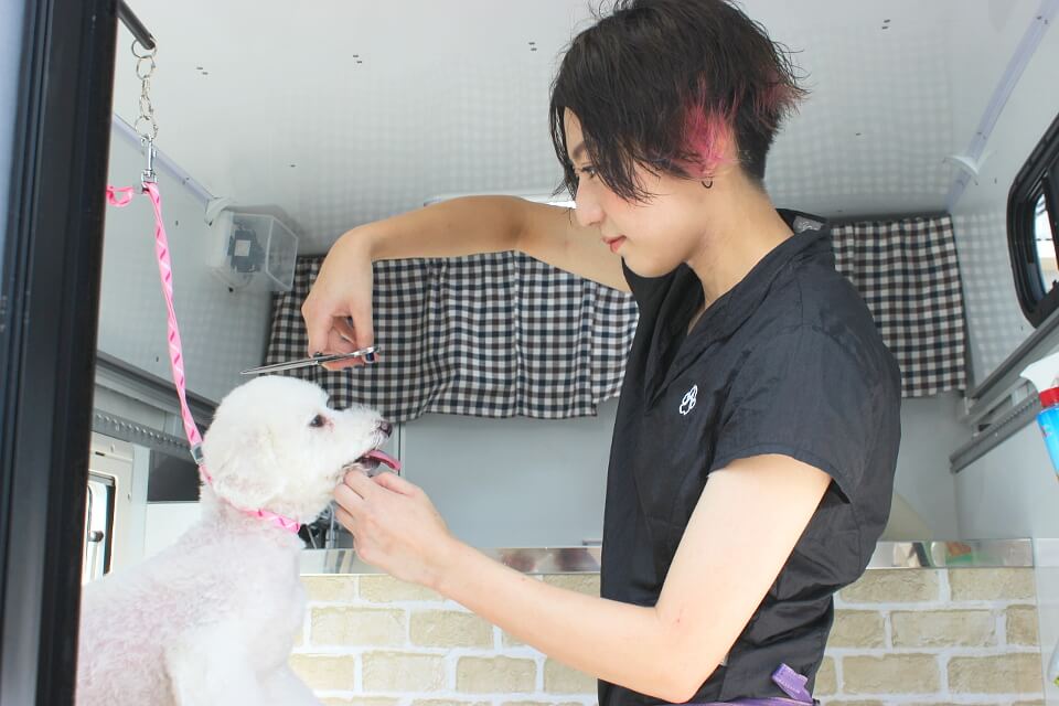 Dog Salon Tickle Tickle Dog Salon Tickle Tickle