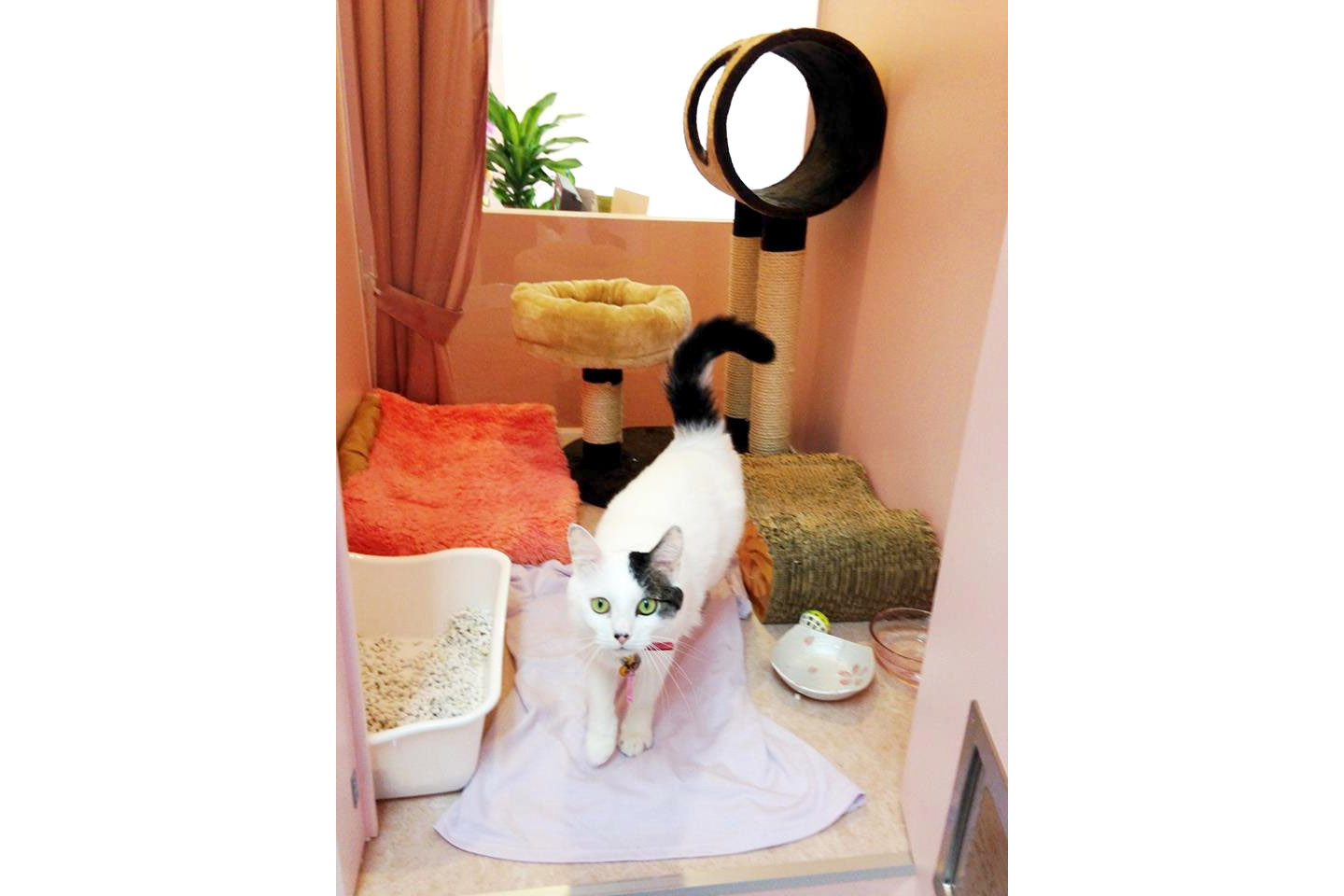 猫の診療室モモ 猫の診療室モモ