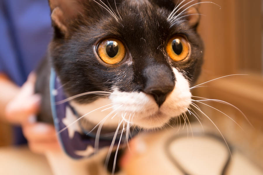 SyuSyu CAT Clinic SyuSyu CAT Clinic