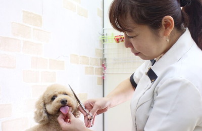 愛犬美容室じゅん スタッフ写真