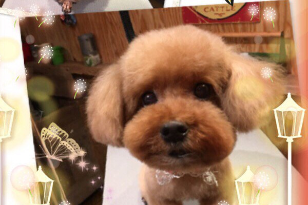 ドッグサロン ワンルーム 犬写真