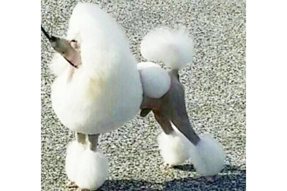 画像説明 画像説明