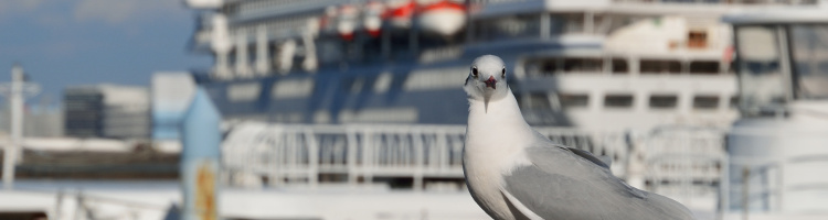 横浜市で鳥の診療ができる動物病院 5選 口コミ掲載 Petpet Life