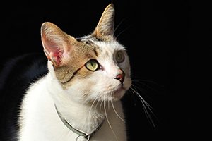 東金市でおすすめのトリミング ペットサロン 3選 21年更新 Petpet Life