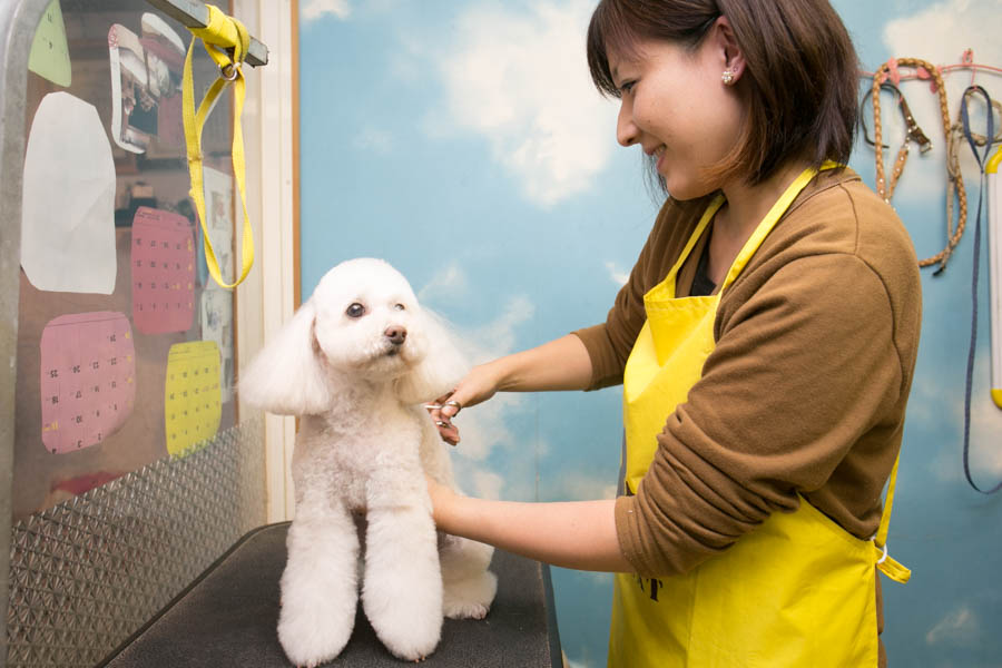 犬猫俱楽部 ウィズのトリミングの様子 犬猫俱楽部 ウィズのトリミングの様子