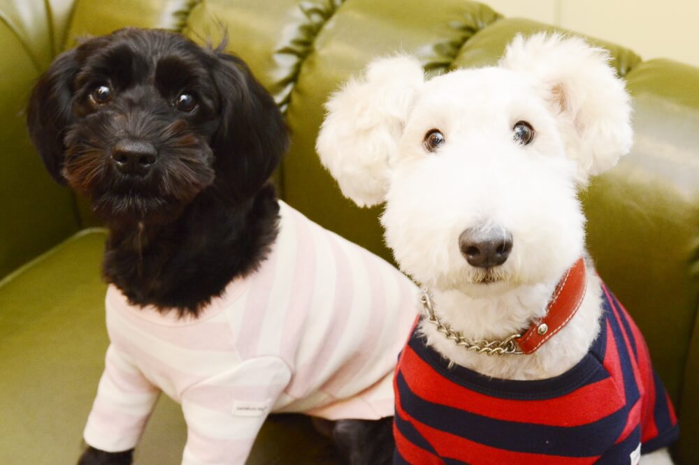 DOGSALON roomの看板犬 DOGSALON roomの看板犬