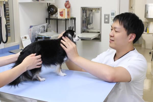 品川区で避妊手術・去勢手術を行っているおすすめの動物病院