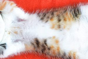 春日部市でおすすめのトリミング ペットサロン 2選 Petpet Life