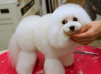 Dog Grooming chou chou Dog Grooming chou chou