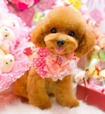 Dog Grooming chou chou. Dog Grooming chou chou.