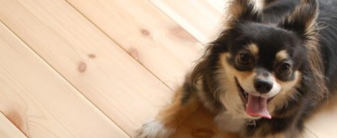 大阪市でおすすめしたい動物病院【10選】口コミあり