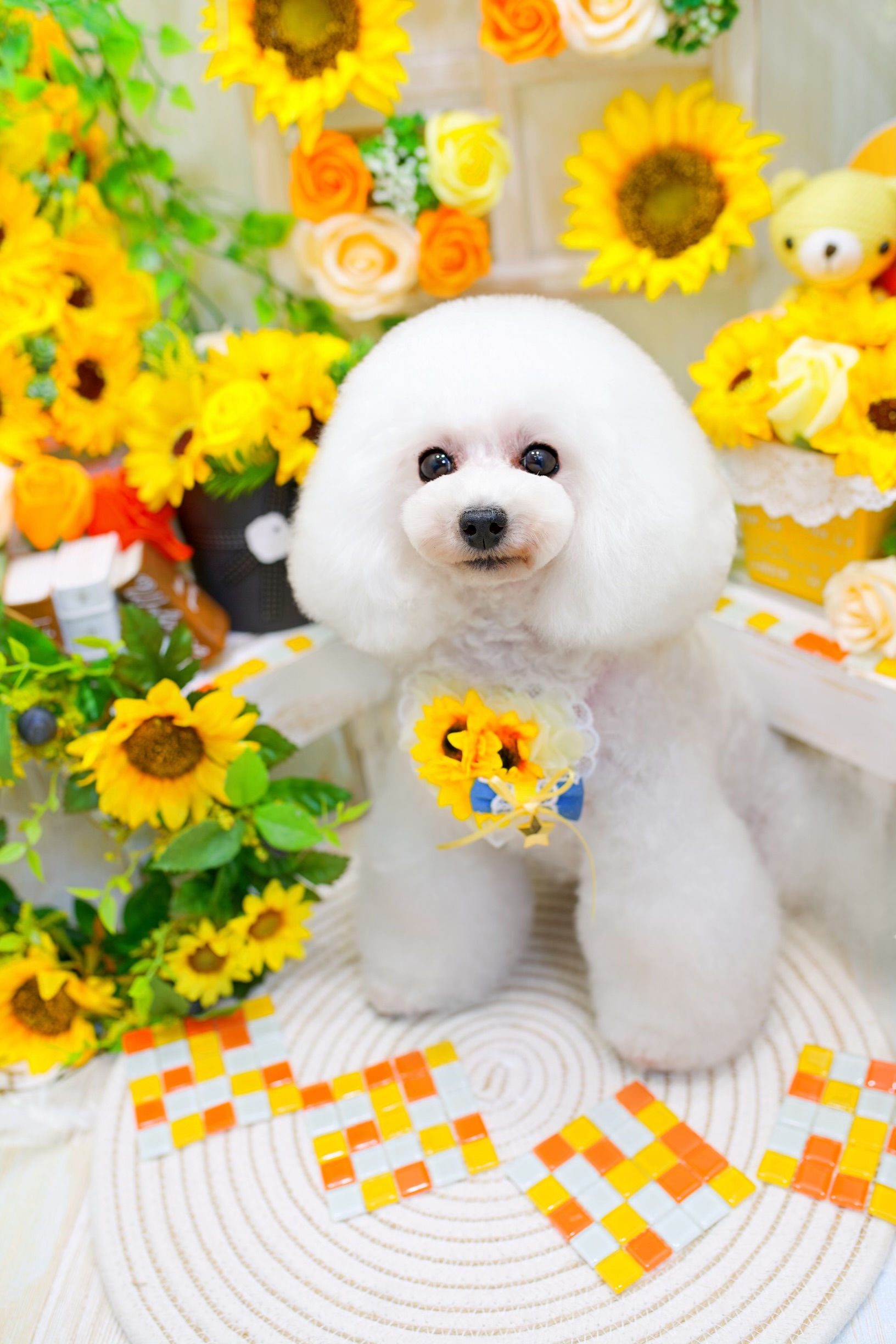 Dog Grooming chou chou