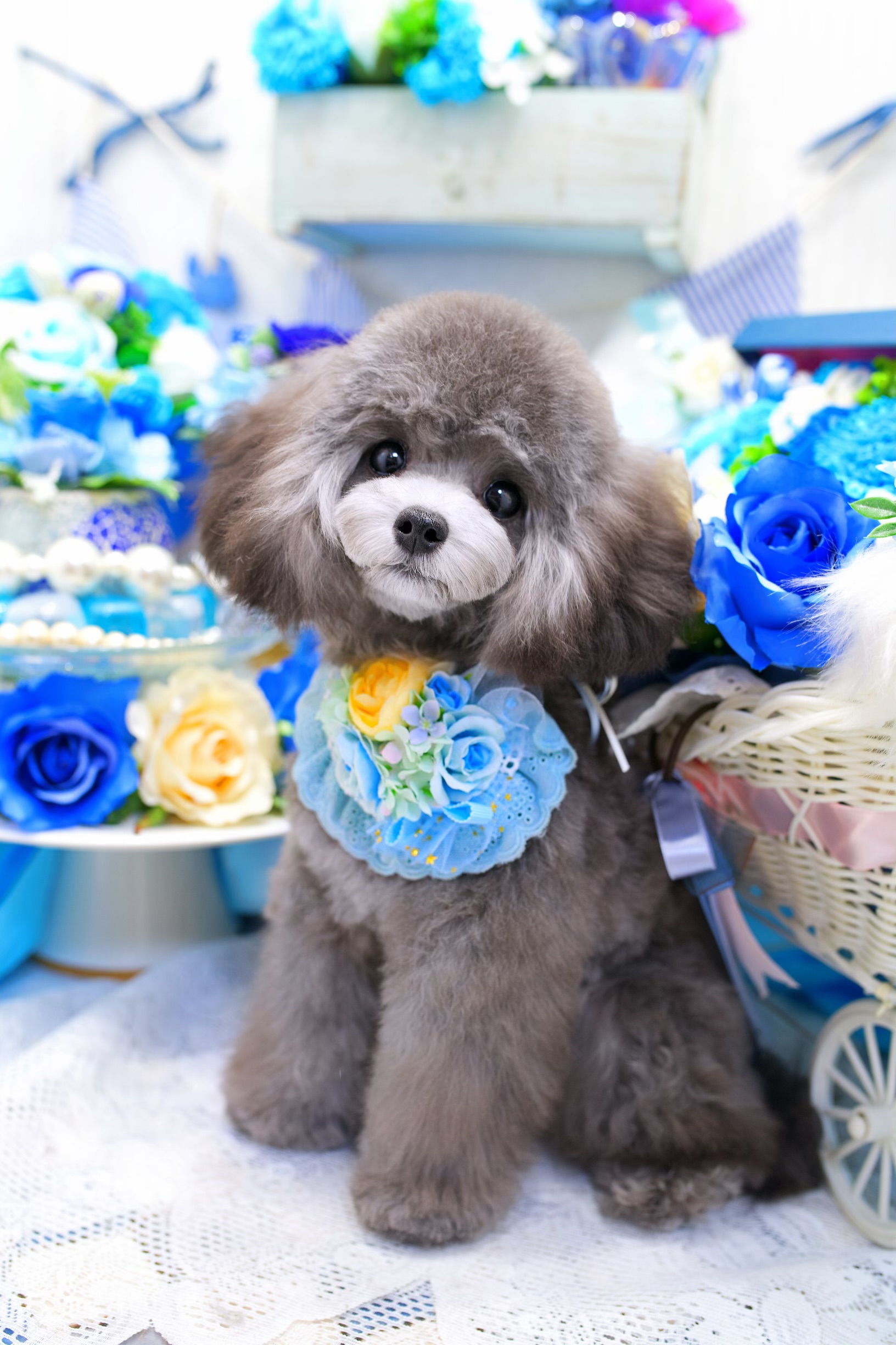 Dog Grooming chou chou.
