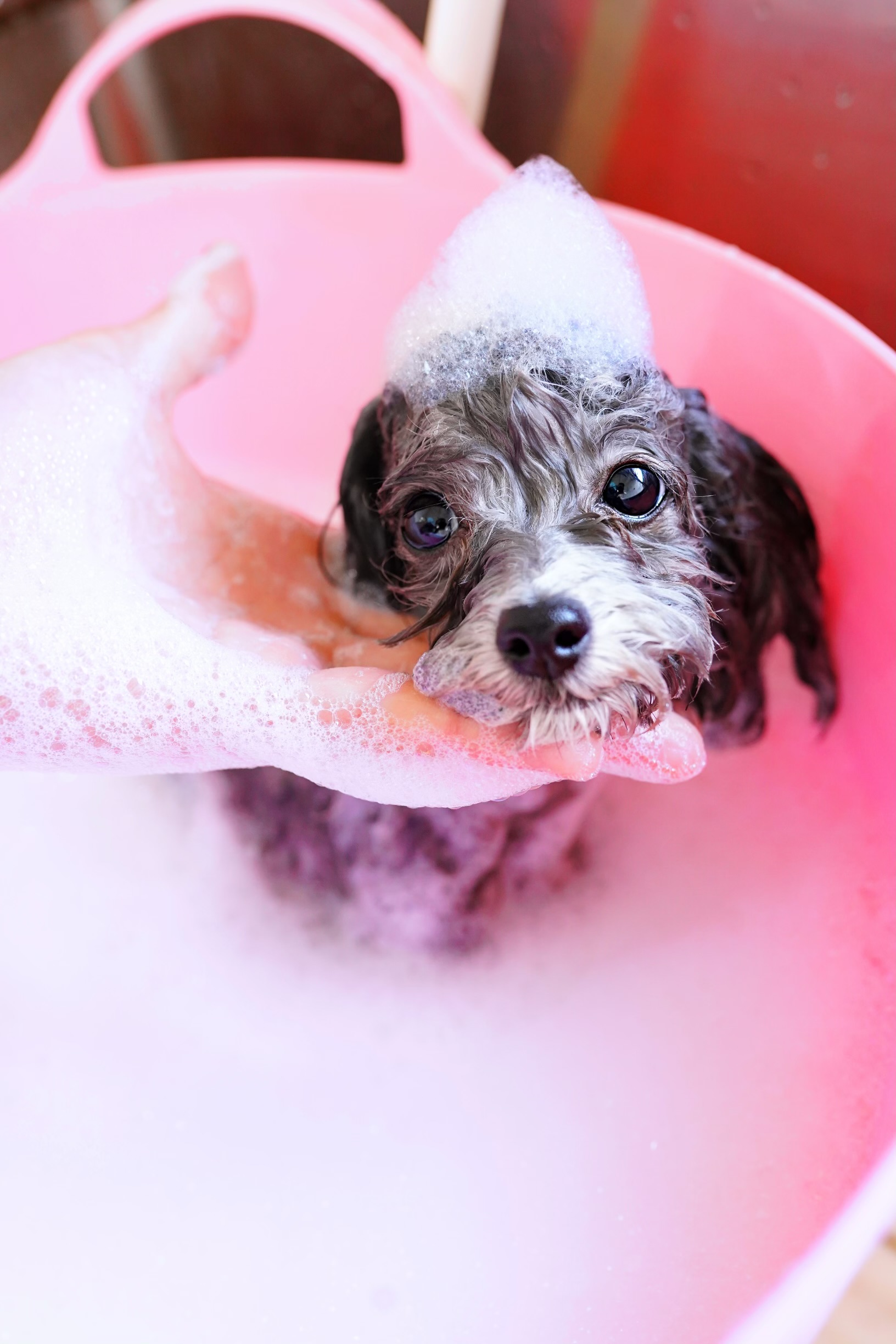 Dog Grooming chou chou.