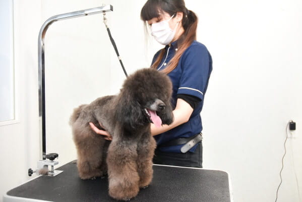 アロハ動物病院