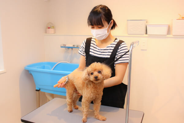 お泊まりpets