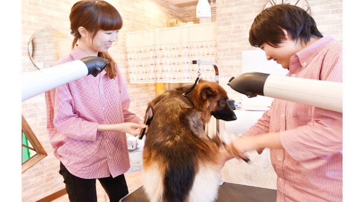 愛犬美容室クンクン イオンタウン津河芸店