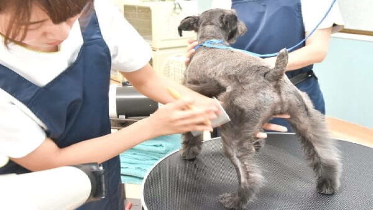 ルピナス動物病院(トリミング)