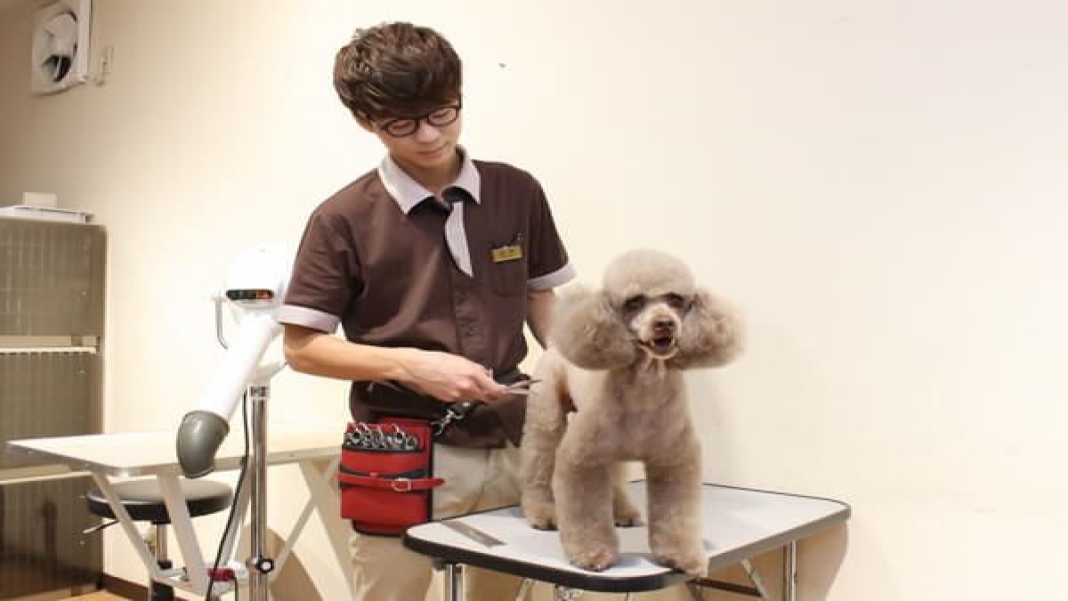 N・Grooming