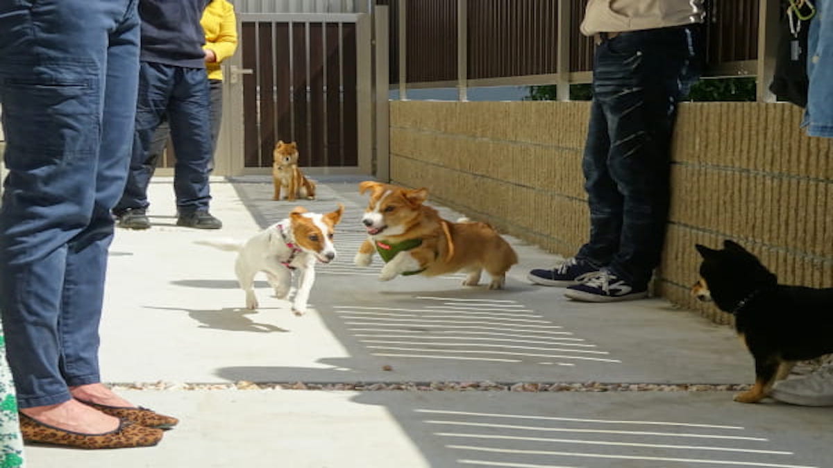 ハーブ動物病院