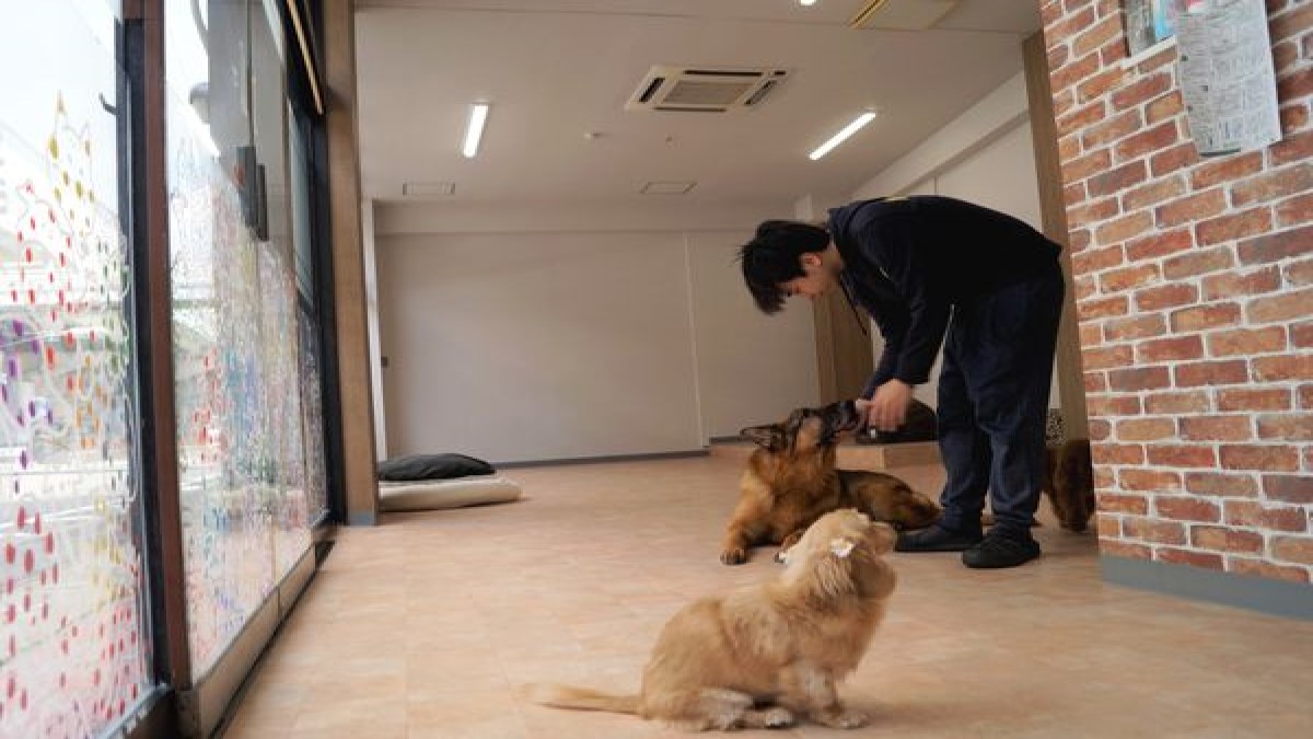 HeyDogs
