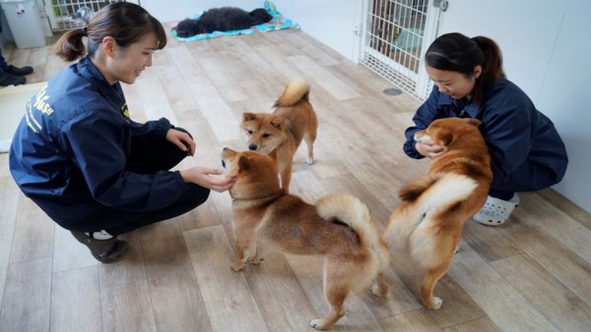 HeyDogs