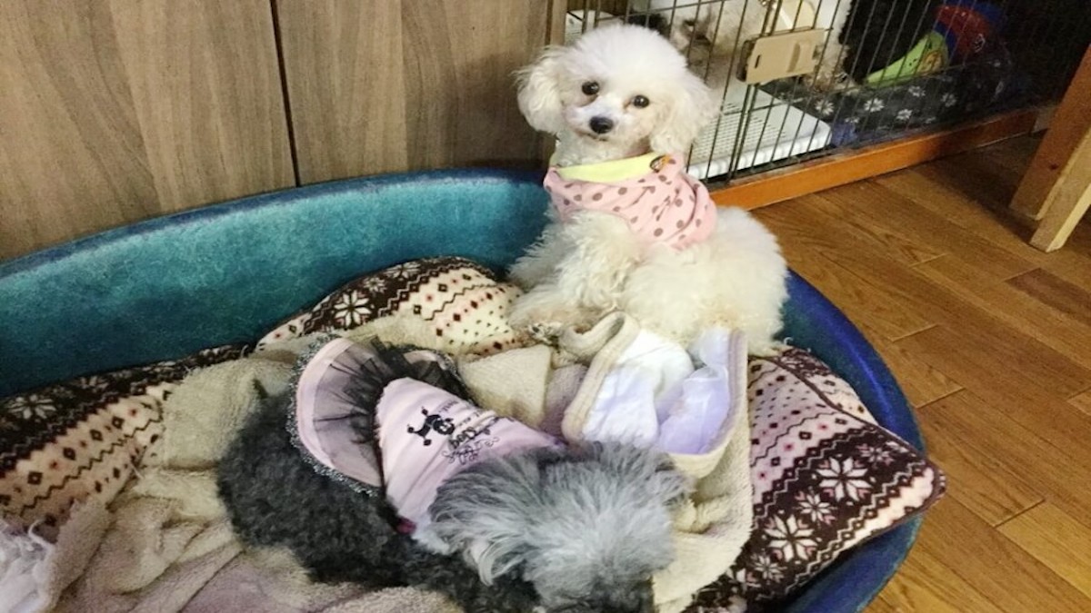 ペットサロン ぽち(ホテル)