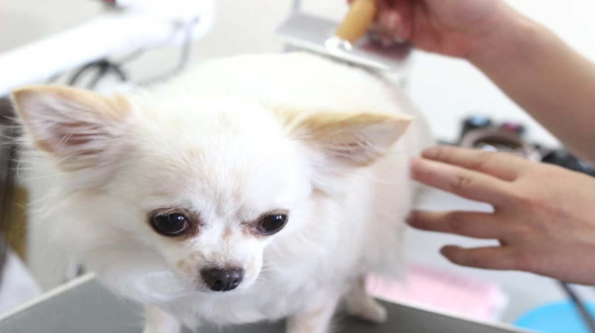 犬の美容室 ぼちゃ
