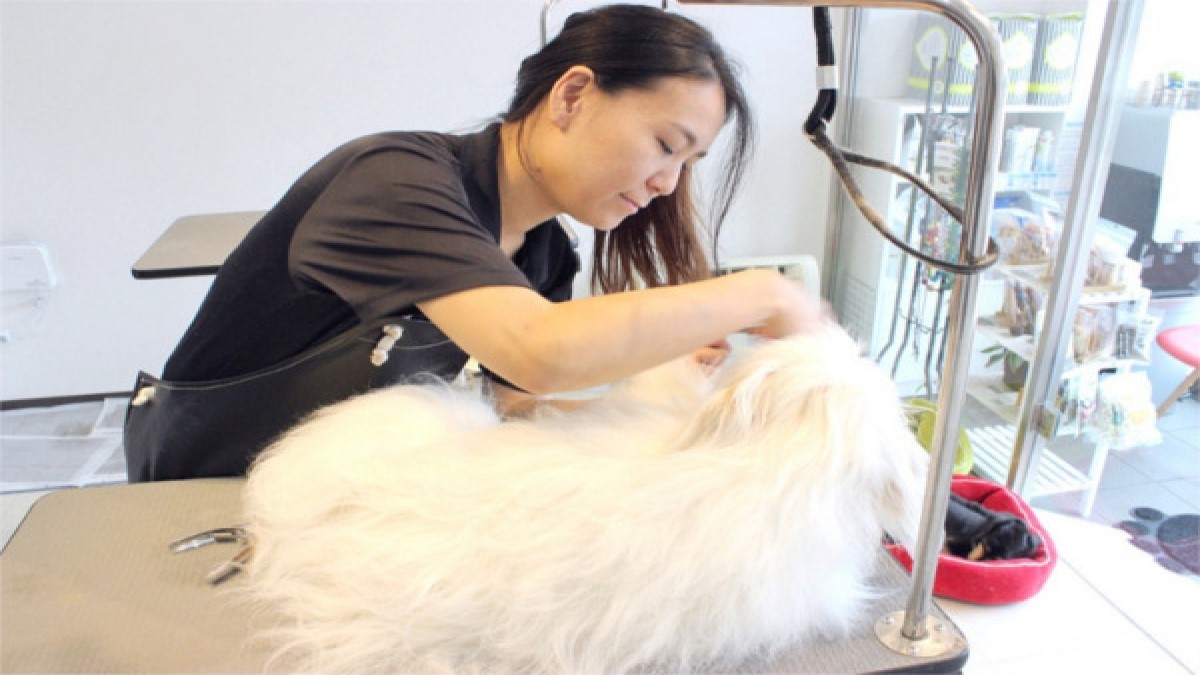 toidog