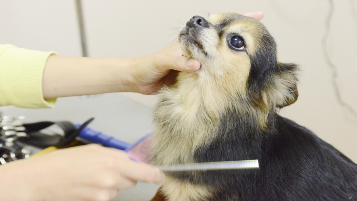 Grooming Salon kukuna