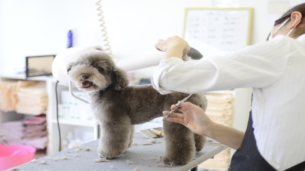 Dog Salon & Spa Furufuru YAMATE