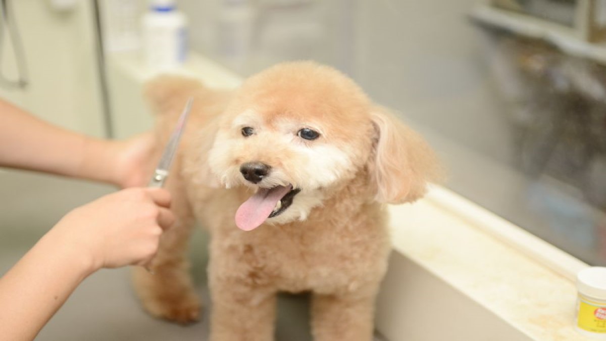 Dog Beauty プレイス