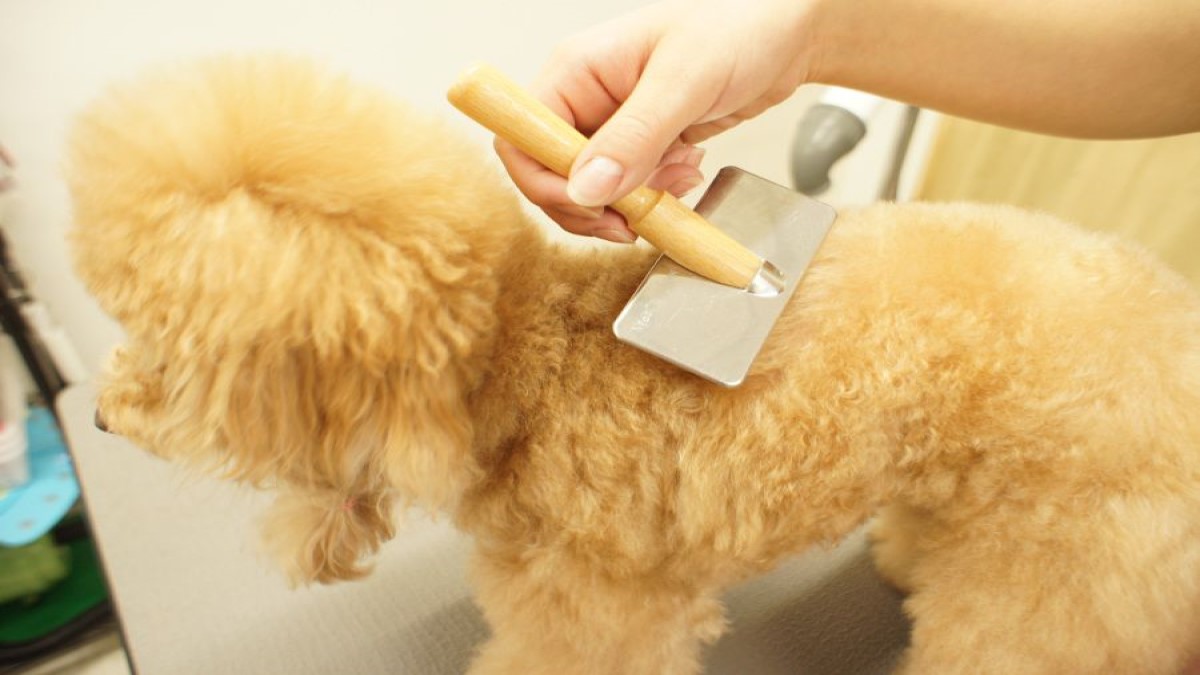 Pet’s Salon パレハ 天神店
