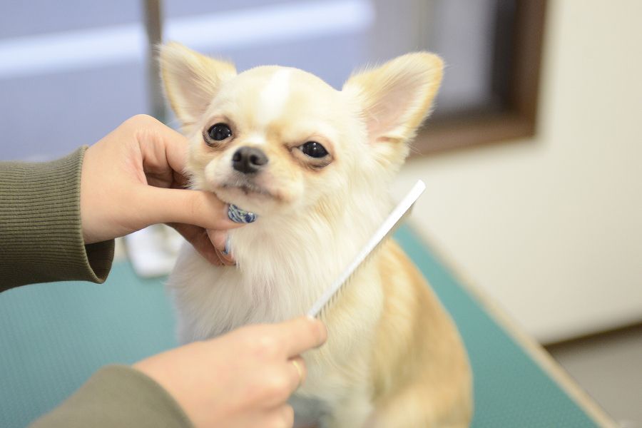 DOG SALON MILIMILI