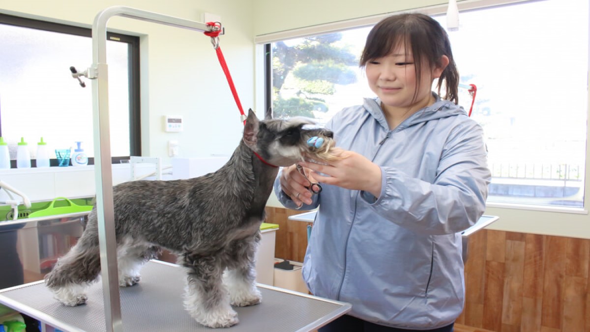 Smile Dog Wan