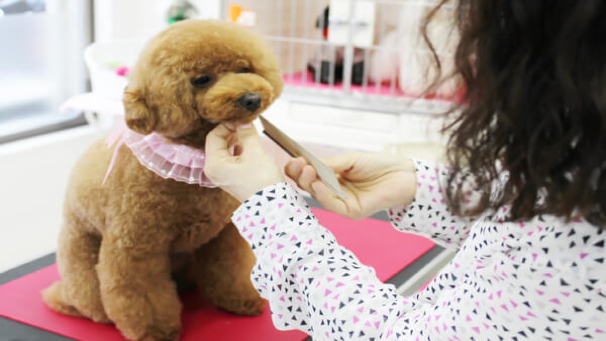 とりみんぐさろん TEDDY?POO