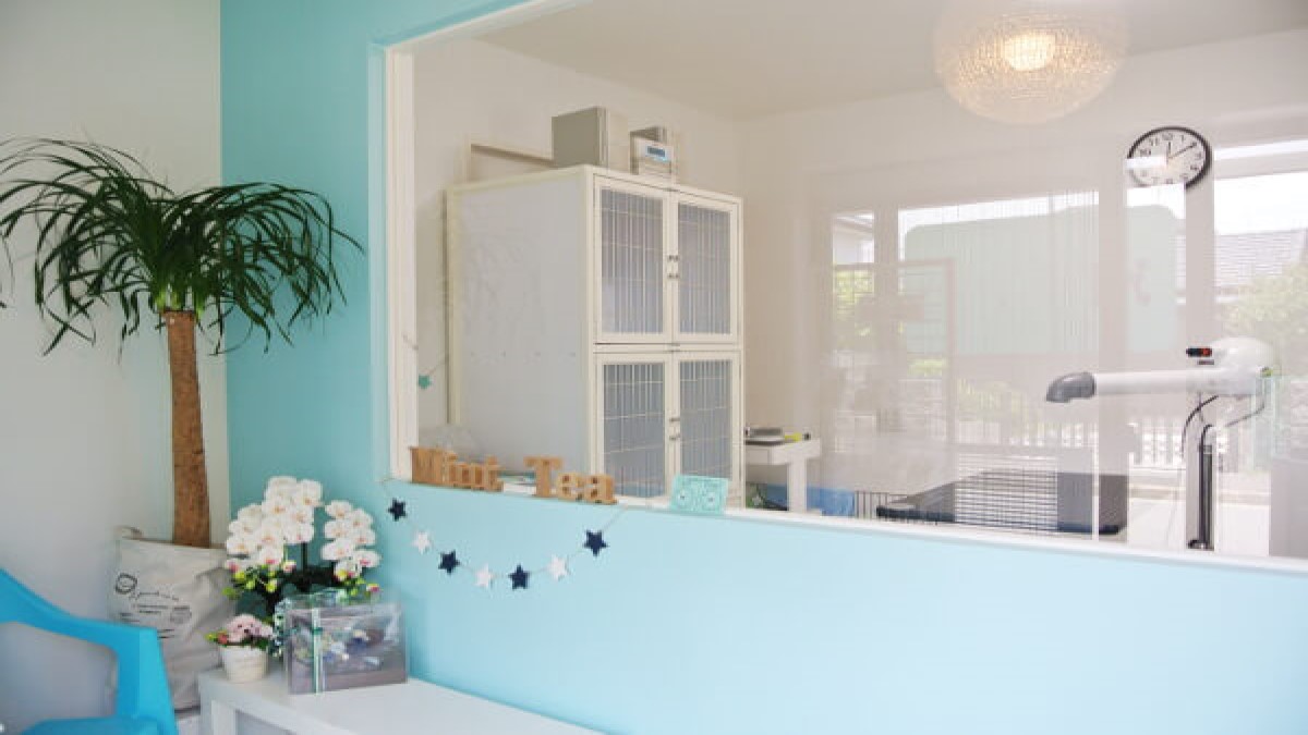 DogSalon MintTea
