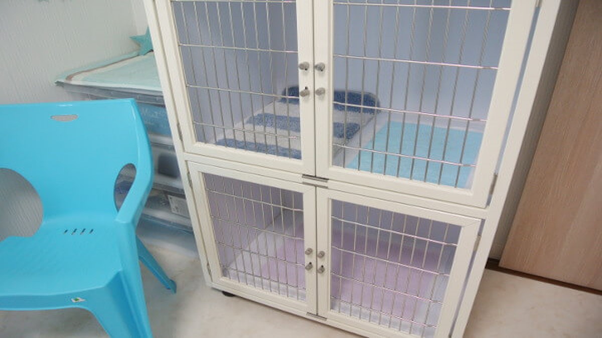 DogSalon MintTea