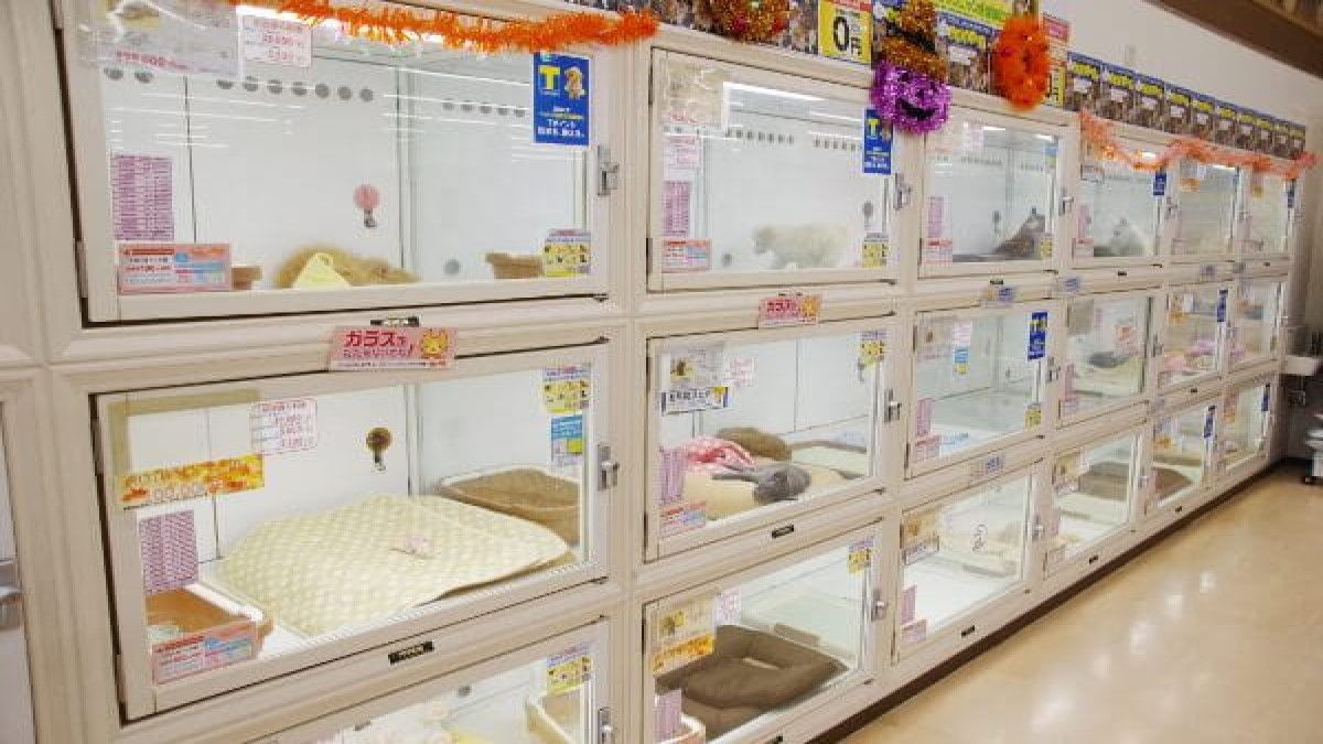 ペットアイランド(エバーペット)宮原店