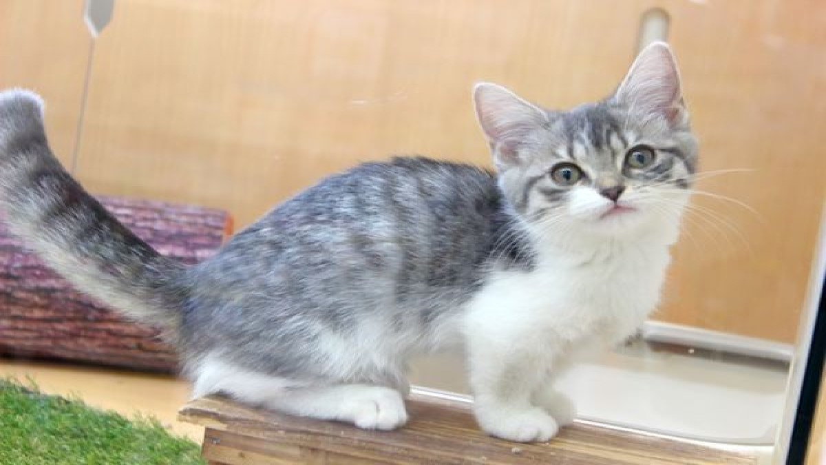 Pet ami 四街道店
