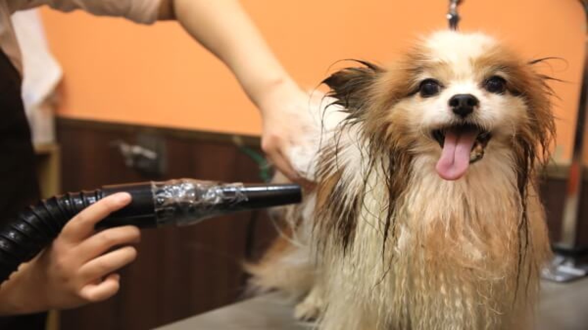 PET-SPA ひたち野うしく店