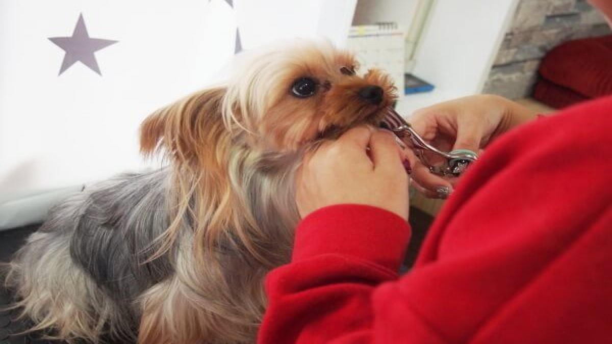 DogSalon CARAT