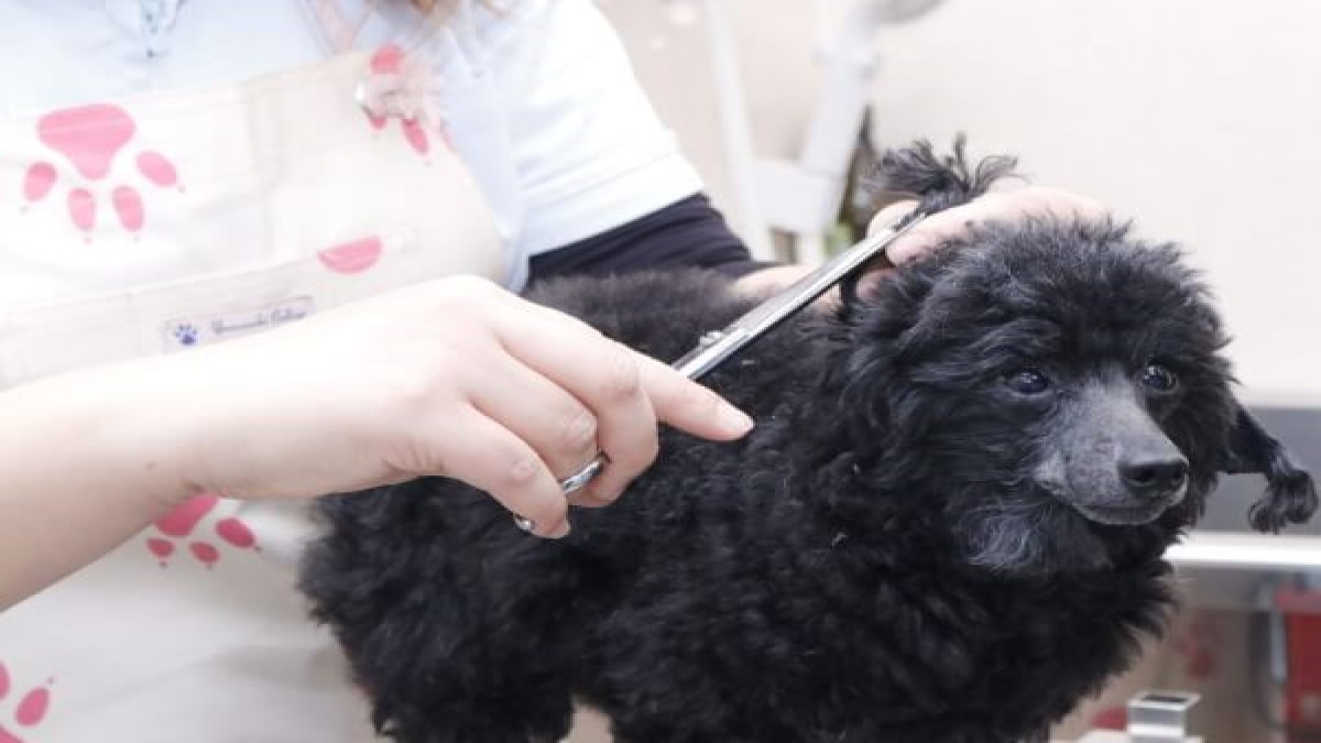 まみや動物病院